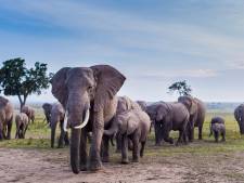 Le Botswana menace d’envoyer 20.000 éléphants à l’Allemagne: “Ce n’est pas une blague”