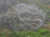 Un buisson géant en forme de toile d'araignée effraie des habitants en Chine
