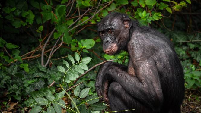 Planckendael-bonobo Zamba ontsnapte door middel van “ongezien krachtige sprong”