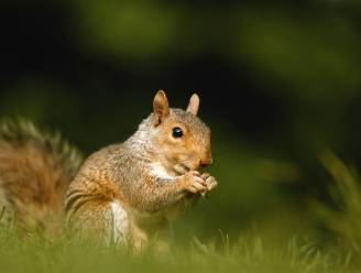 "Eekhoorn groter gevaar dan hackers"