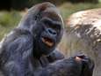 Oudste mannetjesgorilla ter wereld gestorven