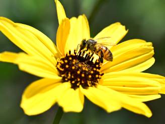 België wil helft meer bijen en nachtvlinders tegen 2030: zo kan jij je steentje bijdragen