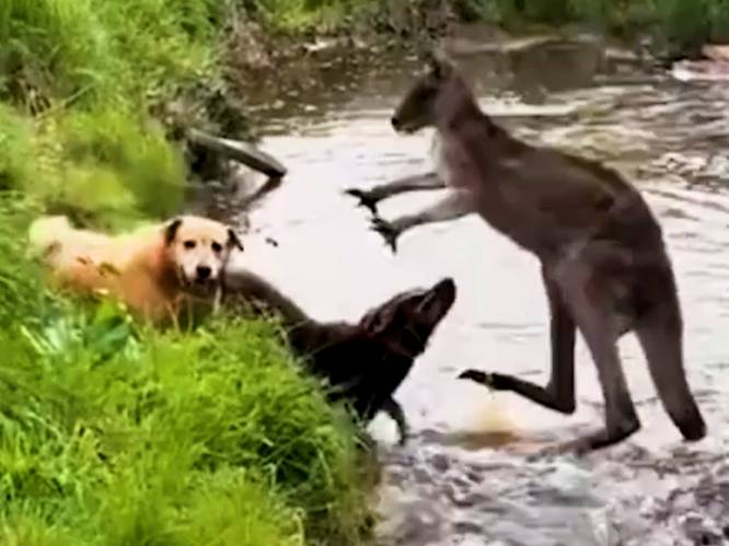 Zijn deze beelden nieuw bewijs dat kangoeroes opzettelijk honden verdrinken? Dit zeggen experts