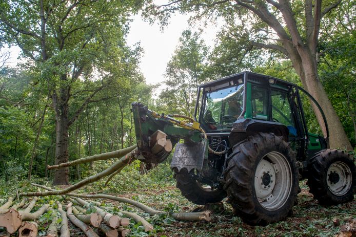 Met een tractor wordt gekapt hout opgestapeld in het Slotbos bij Burgh-Haamstede. foto DirkJan Gjeltema