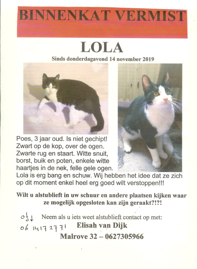Trend Beenmerg Wat is er mis Kat Lola vermist in Apeldoorn, hond Ginger mist zijn maatje nu al twee  maanden | Foto | destentor.nl