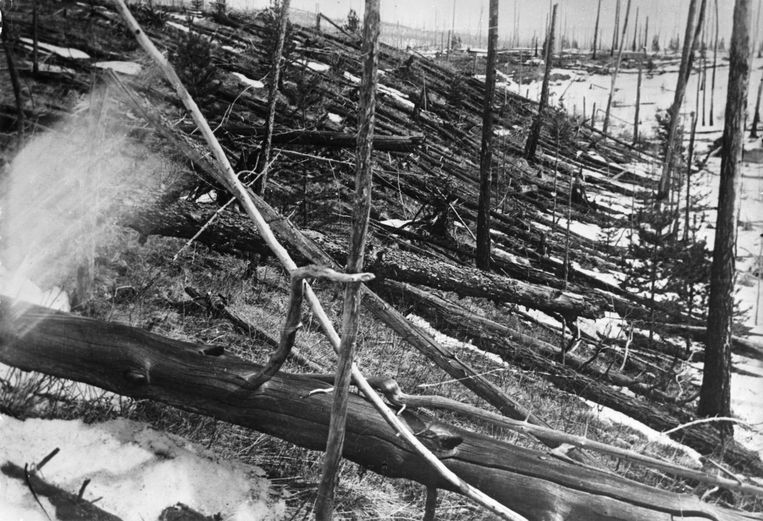 Door een ruimterots in 1908 gevelde bomen bij de Stenige Toengoeska in Siberië. De foto is genomen in 1929. Beeld Getty