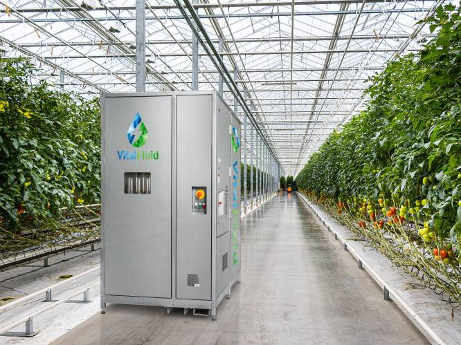 Vijf miljoen groeikapitaal voor Eindhovens ‘bliksemwater’ voor duurzame groenteteelt
