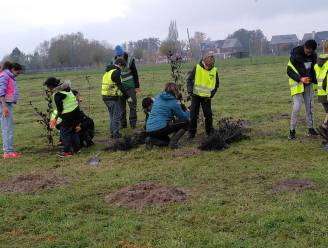 Boechout krijgt Zilveren Boslabel: “Eind 2023 nog achtduizend bomen geplant in Molenbeekvallei”