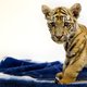 Circussen geen vergunning meer nodig voor wilde dieren
