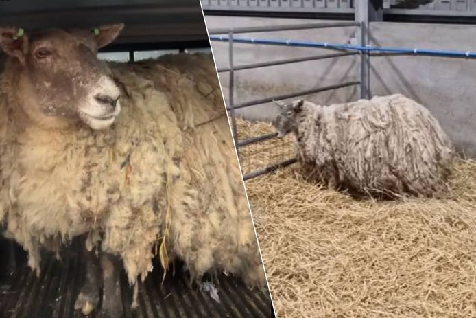 Fiona, "het eenzaamste schaap van Groot-Brittannië", werd na twee jaar gered van een klif in de Schotse Hooglanden. Het dier verkeert in goede gezondheid, al kan ze wel een scheerbeurt gebruiken.