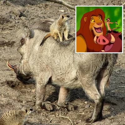 ‘Timon en Pumbaa’ gespot in Ouwehands Dierenpark