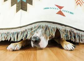 Huisdier met vuurwerkstress? Dierendokter Martijntje geeft tips