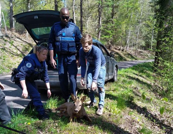 Un chevreuil saoul a dû être capturé dans le centre-ville de Vernon, en Normandie.