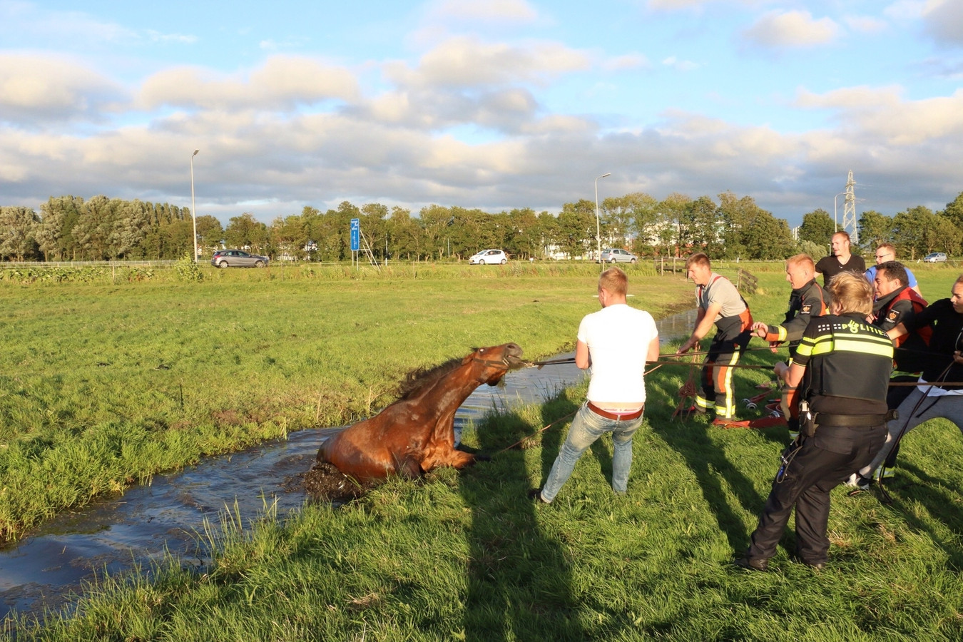 Hulpdiensten En Bewoners Vechten Samen Voor Leven Paard Foto AD nl