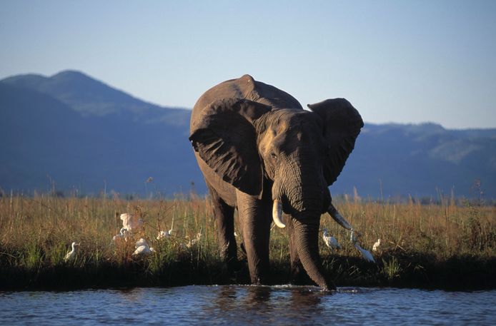 BELGAIMAGE