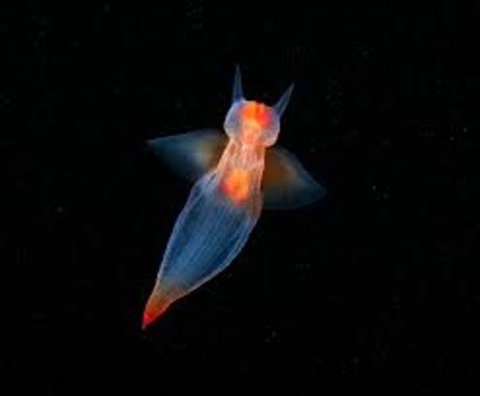 Clione limacina, communément appelé Papillon de mer, Clione ou Ange de mer, est une espèce de petits mollusques marins.