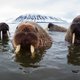Iedereen kan nu vanaf de bank naar de ongrijpbare walrus speuren, en zo onderzoekers helpen