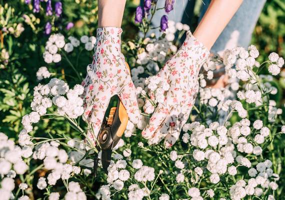 Deze drie planten mag je absoluut niet snoeien in juni