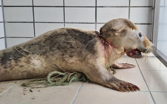 Zeehond Nylon, volledig verstrikt in een net.