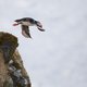 Midden in de Noordzee ligt een fonkelnieuw beschermd vogelgebied: de Bruine Bank