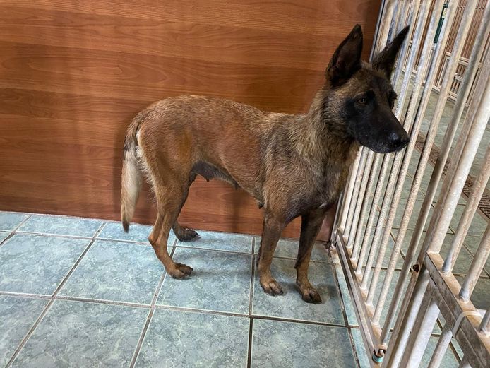 Bij Dierenopvang Koningen in Balkbrug is een gedumpte Mechelse herder binnengebracht. De hond werd bij De Krim uit een bestelbus gezet.