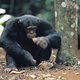 Chimpansees in Gabon hebben schildpadden weten toe te voegen aan hun menu