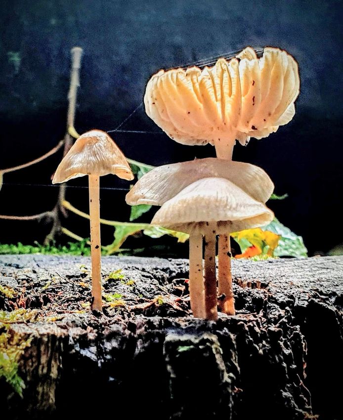 ‘Herfst en al zoveel mooie paddenstoelen te zien, deze staan mooi in een groepje in het zonnetje.’