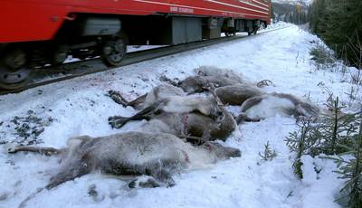In drie dagen 106 rendieren doodgereden door Noorse trein