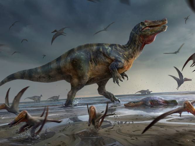 Vermoedelijk nieuwe soort Spinosaurus ontdekt op Brits eiland: “Waarschijnlijk grootste landroofdier ooit gevonden in Europa”