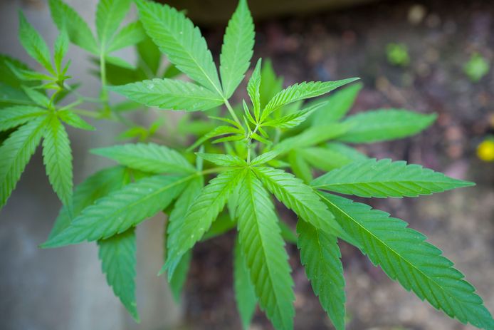 Bij een huiszoeking na de overval op een nachtwinkel is cannabis gevonden.