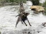 Vier honden vallen kangoeroe aan in Australisch beekje