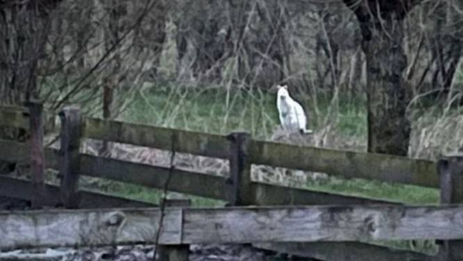 Wat springt daar nou in Ede? Dat lijkt wel een ....! 