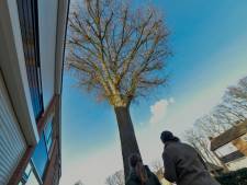 Monumentale bomenlijst leidt tot wrevel in Nunspeet: ‘Al jaren last van nattigheid, schimmel en stank’