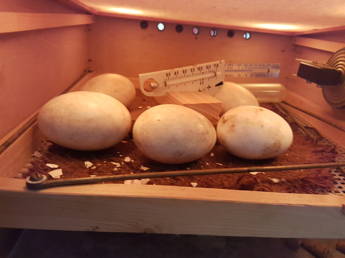 De eieren in de broedmachine in Herwijnen.