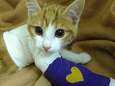 Oscar, le chat maltraité, reprend du poil de la bête
