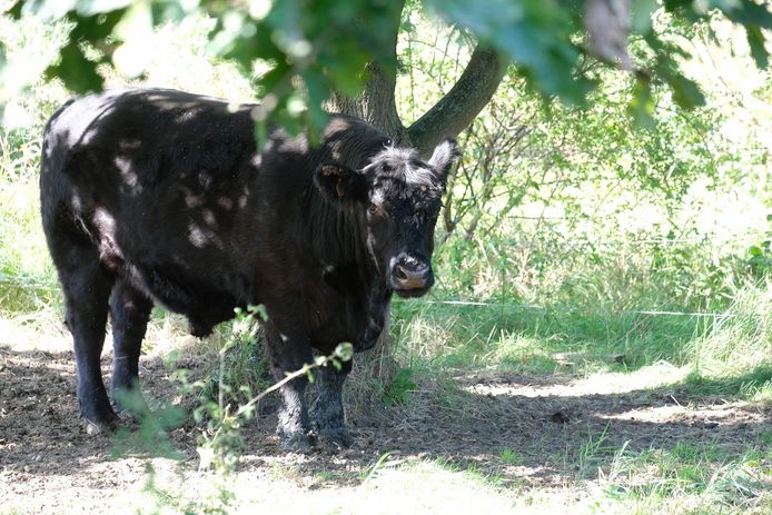 Een van de elf runderen in natuurpark Oude Landen.