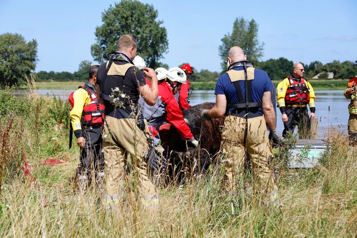 De reddingsactie van een koe in volle gang in Escharen.