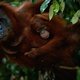 Orang-oetan blijkt goede nestenbouwer