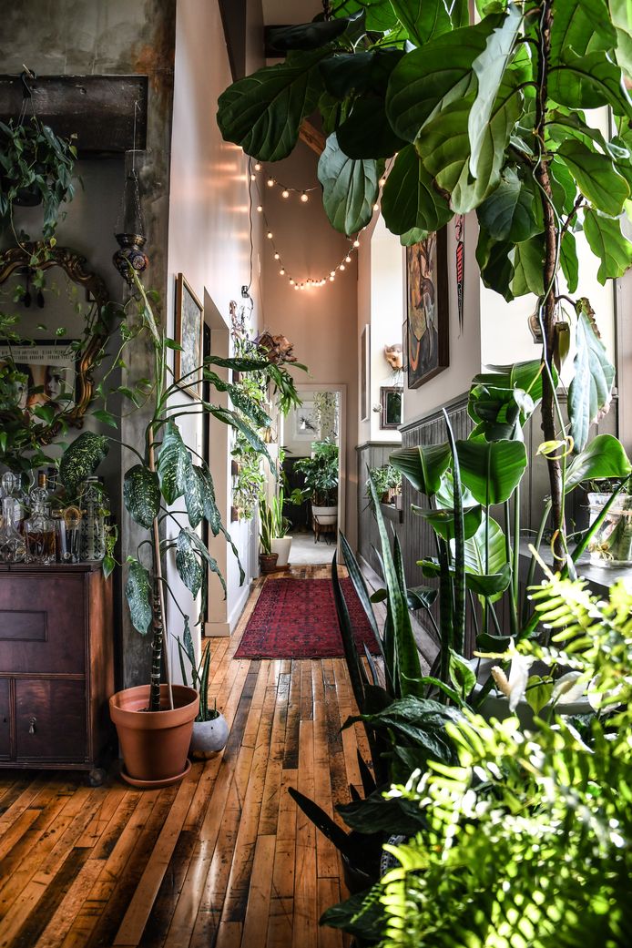 We willen allemaal een 'groen' interieur, de plantendokter vertelt je hoe dat kan Lifestyle | hln.be