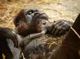 Un bébé gorille est né au zoo d'Anvers, une “excellente nouvelle” pour l’espèce