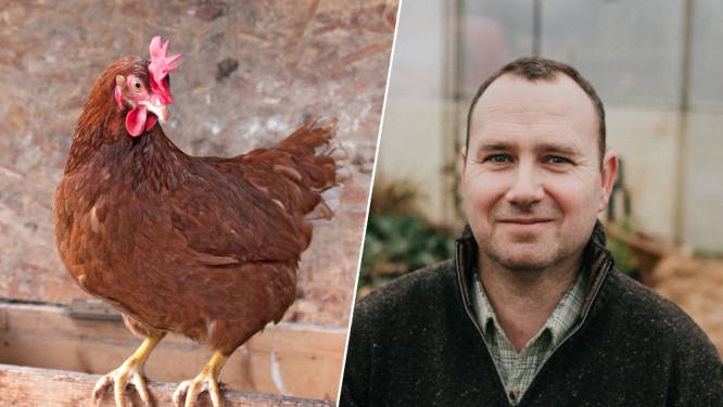 Hoeveel kost het om kippen te houden? “Verkoop je de eitjes, heb je de investering na 2 tot 3 jaar terugverdiend”