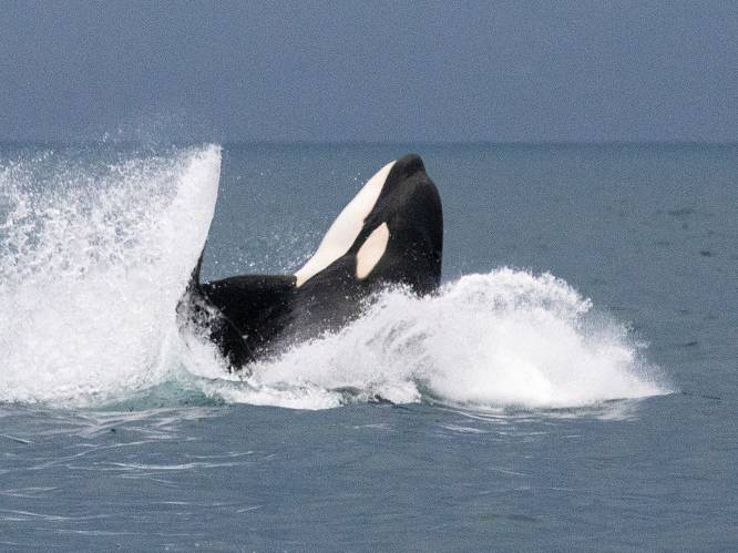 Mysterie wordt nog groter: nieuwe aanval van orka’s op zeilboot Middellandse Zee
