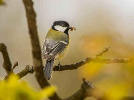 De natuur is te vroeg wakker, maar is dat eigenlijk erg?
