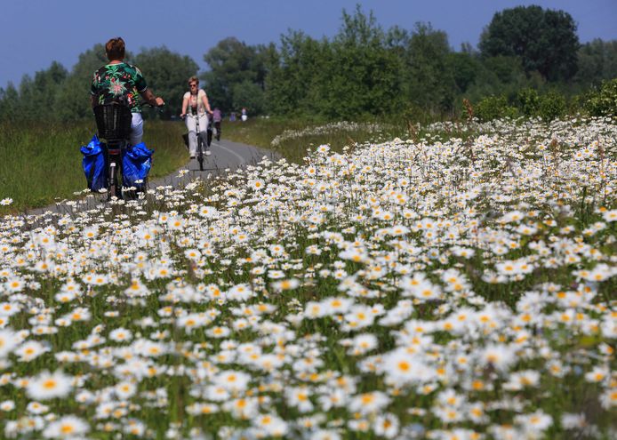 Het fietspad op de Bandijk is gehuld in een bloemenzee van margrieten. Deze bloemen behoren tot de familie van de composieten.