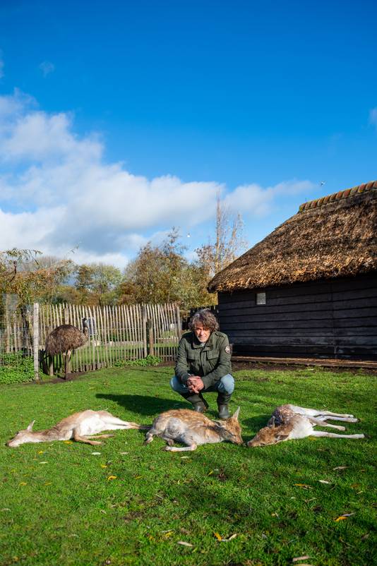 Beheerder Adri de Bruijn trof maandagmiddag drie dode damherten aan in zijn hertenkamp aan de Lekdijk West te Bergambacht. Het is vooralsnog een vraagteken waardoor de dieren zijn overleden.