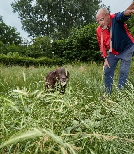 Deventer hondenbaasjes vrezen ‘gevaarlijk’ plantje op uitlaatveldjes: ‘Gaan over enkele weken maaien’