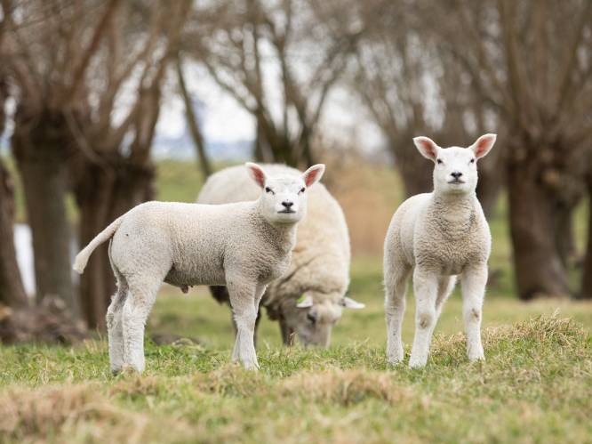 Schietoefeningen 11 en 12 mei afgelast, schapen moeten nieuwe brand voorkomen