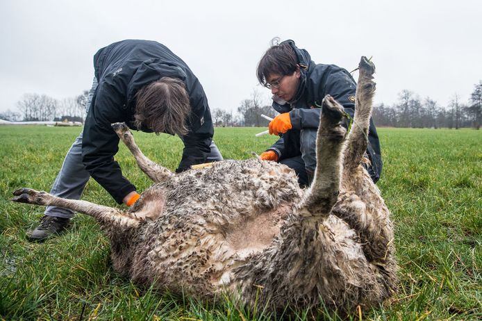Onderzoekers van Natuur & Bos doen onderzoek op een schapenkadaver in Meerhout.