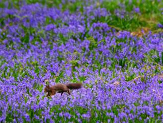 Ze zijn er, de boshyacinten op flanken Kemmelberg: “Een prachtig paars bloementapijt” 