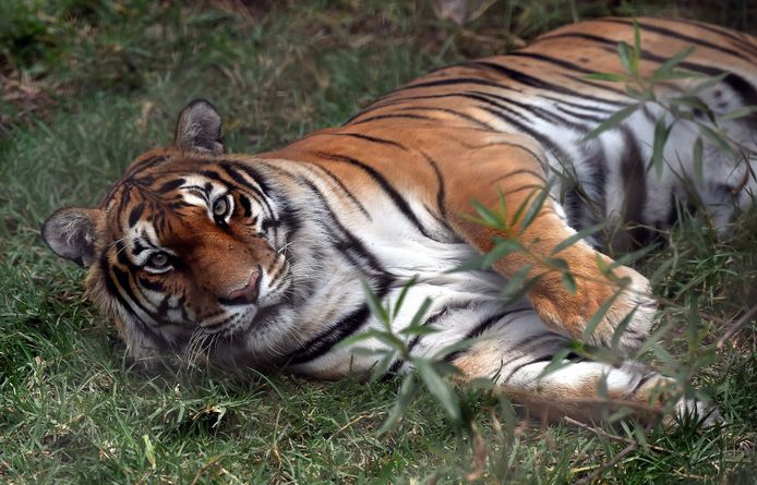 Een Bengaalse tijger. Illustratiefoto.